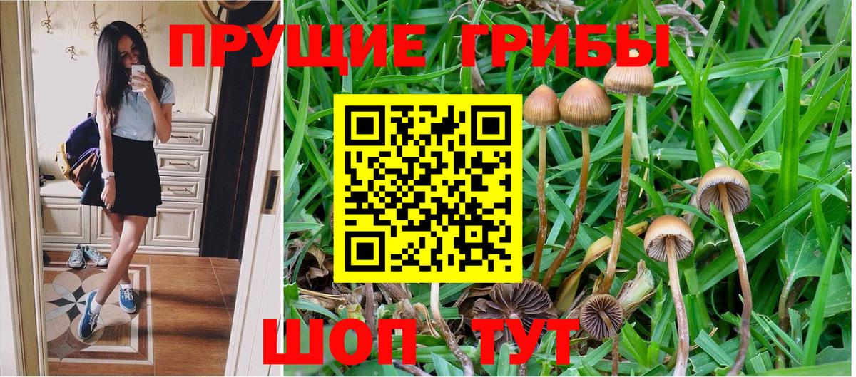 Вязники  Галлюциногенные грибы Cubensis  Вход с VPN 